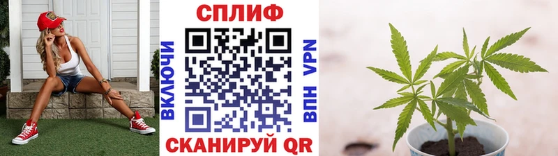 Конопля марихуана  купить закладку  Могоча 